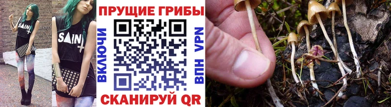 Псилоцибиновые грибы Psilocybe  hydra онион  Камбарка  купить наркотик 